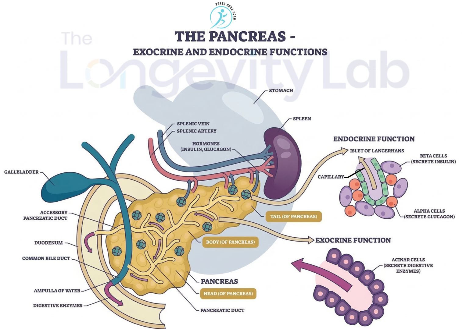 How Visceral Fat Impacts Your Pancreas - Perth Dexa Scan.jpg